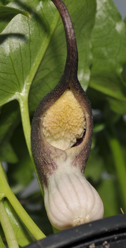Arisarum proboscoideum. Close-up from below.