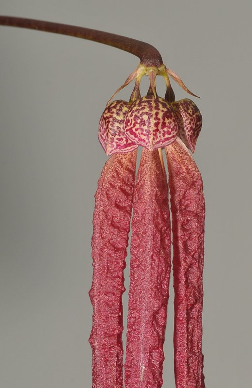 Bulbophyllum plumatum. Closer. Type 2.