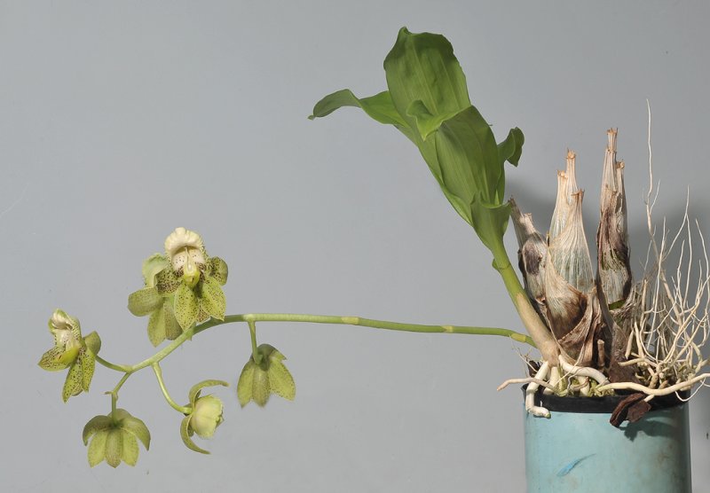 Catasetum atratum.
