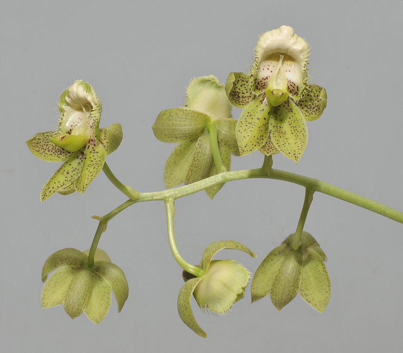 Catasetum atratum. Closer.