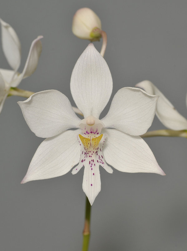 Caularthron bicornutum.