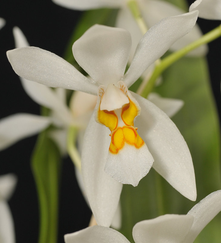 Coelogyne nitida. Close-up.