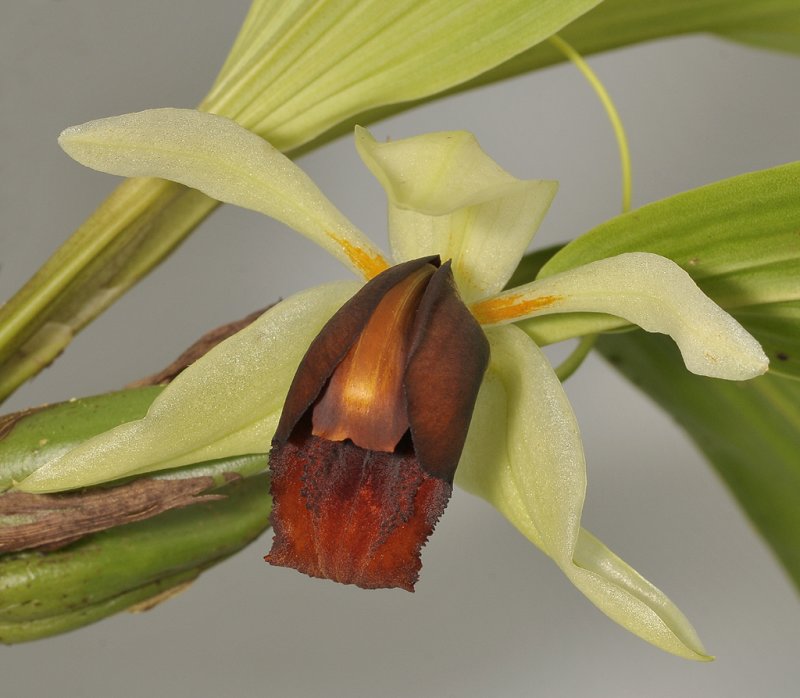 Coelogyne usitana. Close-up.
