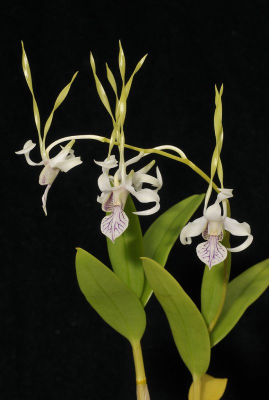 Dendrobium antennatum. Closer.