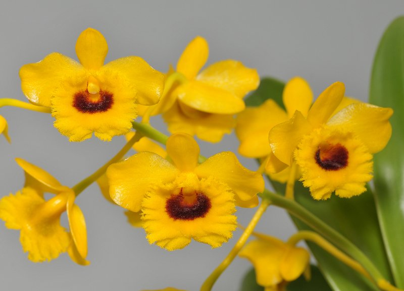 Dendrobium chrysotoxum var. suavissimum.