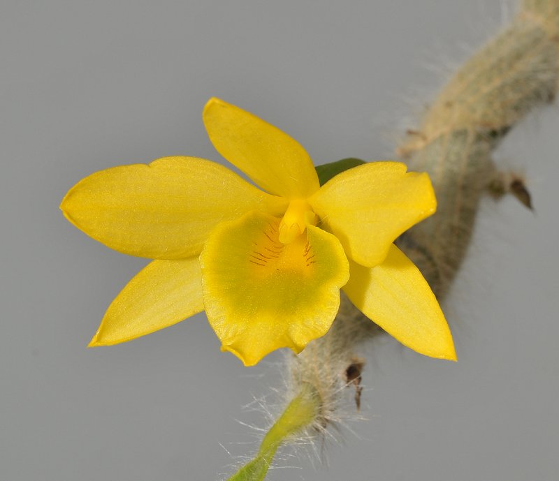 Dendrobium senile.