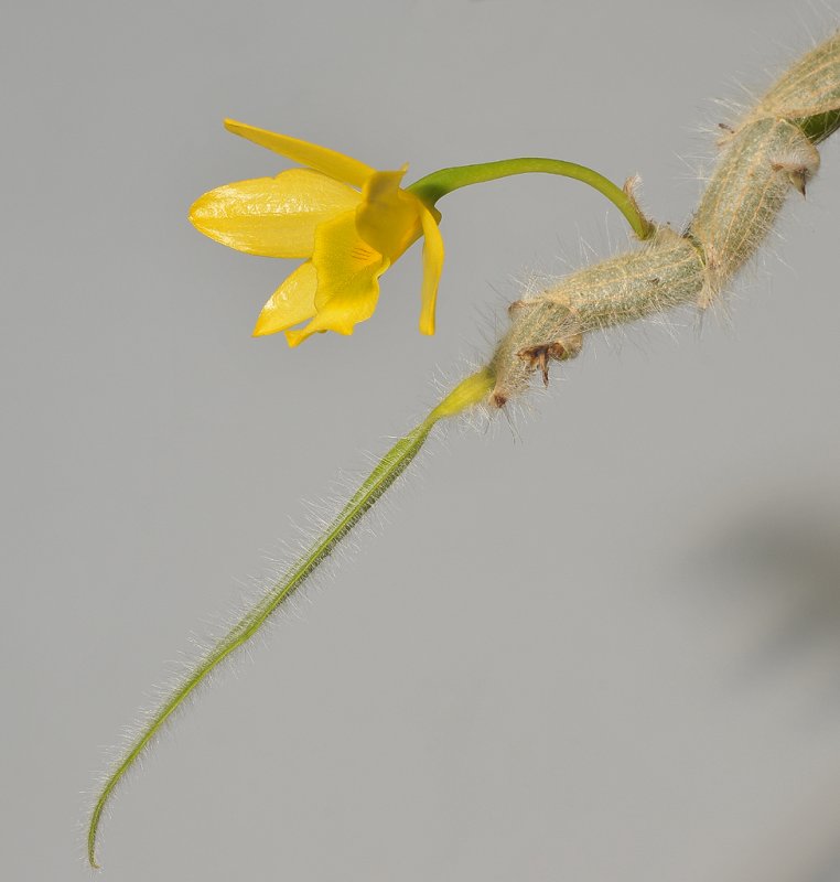 Dendrobium senile. Side.