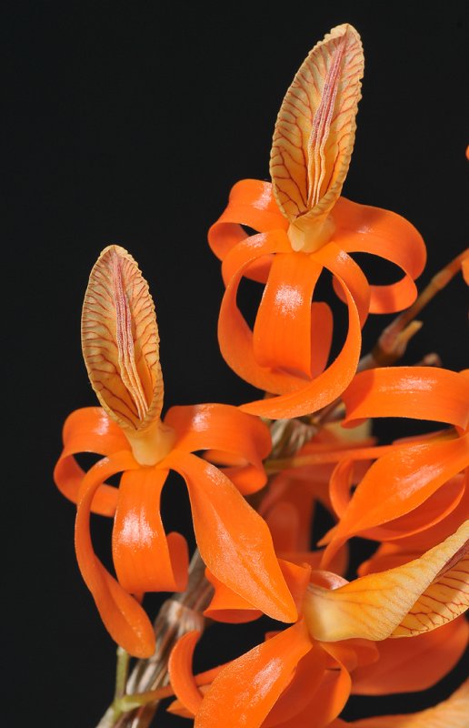 Dendrobium unicum. Close-up.