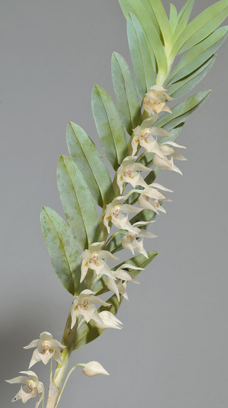 Dichaea glauca.