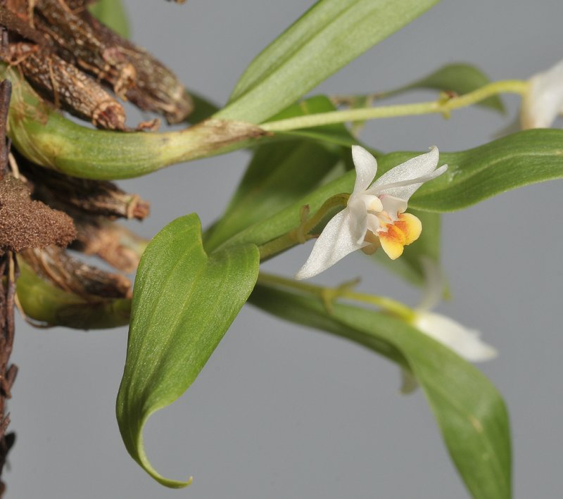 Eria japonica.