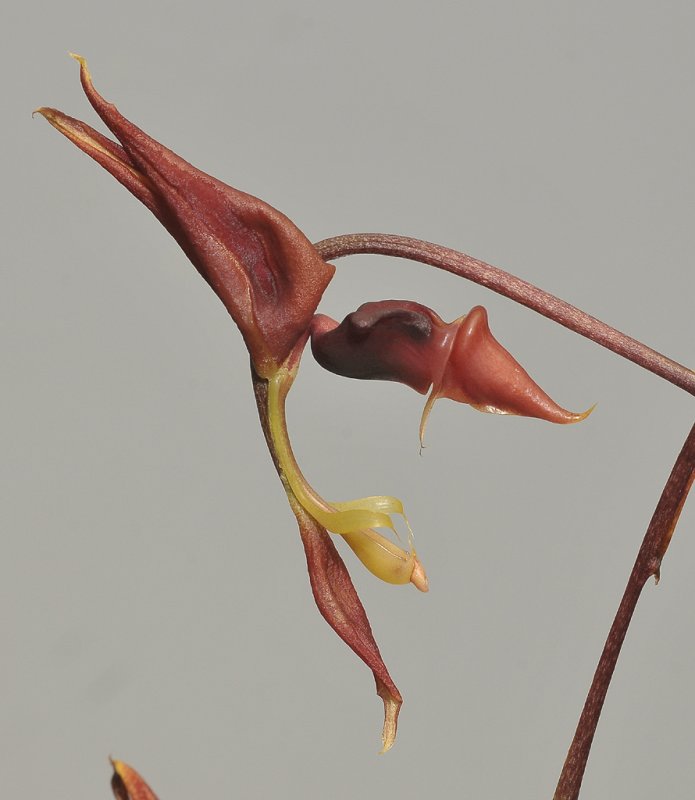 Gongora spec.