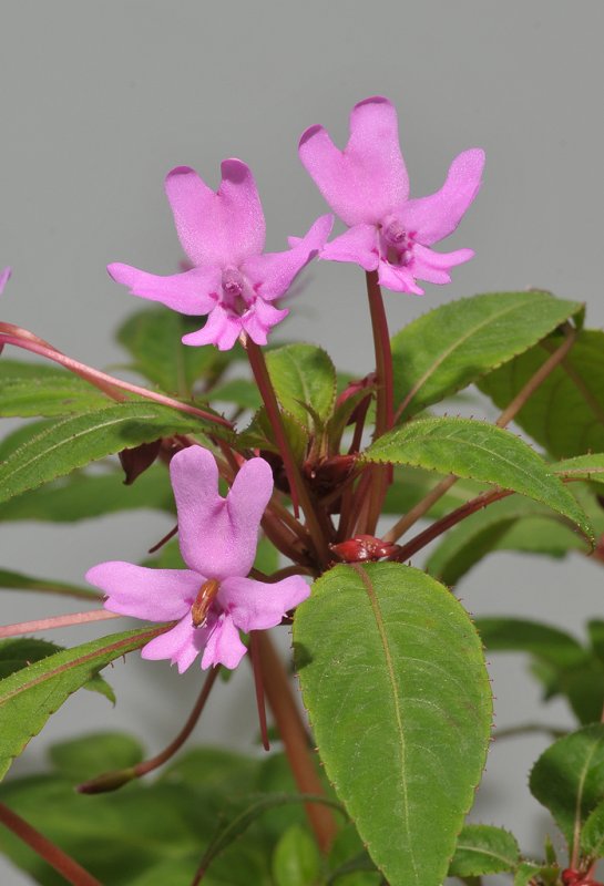 Impatiens kinabaluensis.