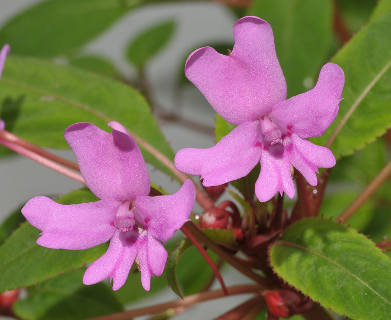 Impatiens kinabaluensis. Closer.