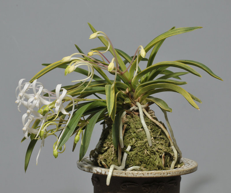 Neofinetia falcata Fugaku.