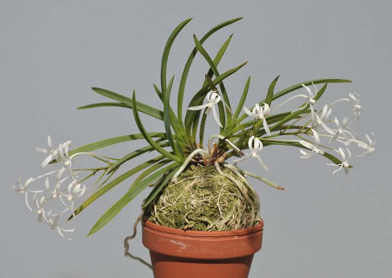 Neofinetia falcata Hoshiguruma.