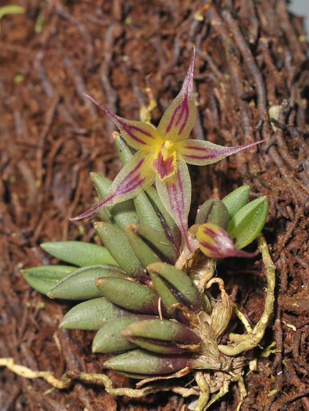 Octomeria aloifolium.