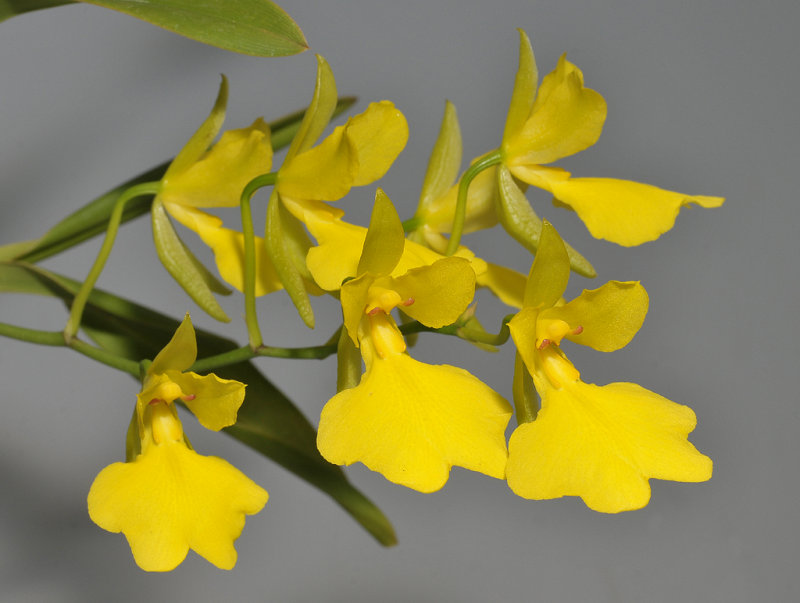 Oncidium concolor. Closer.