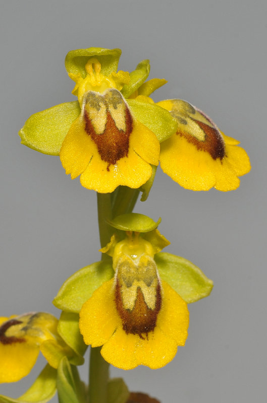 Ophrys lutea.