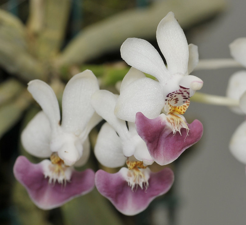 Phalaenopsis parishii. Closer.