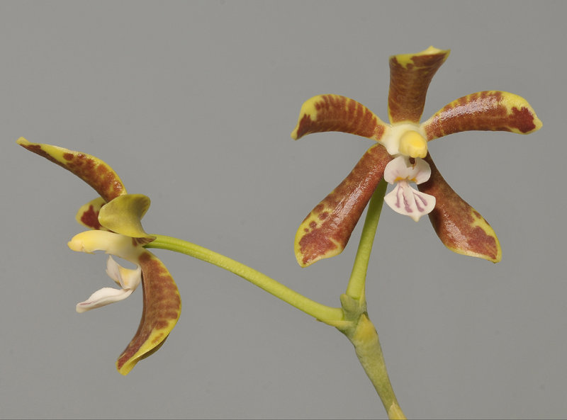 Phalaenopsis viridis.