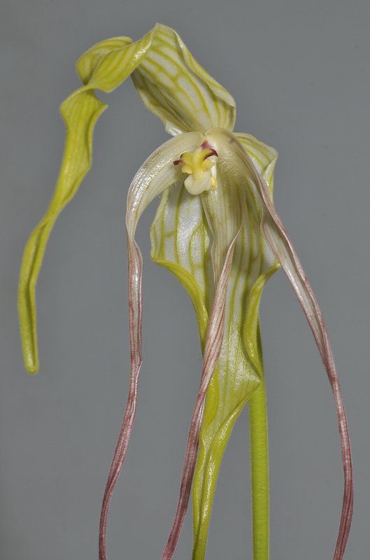 Phragmipedium lindenii. Closer.