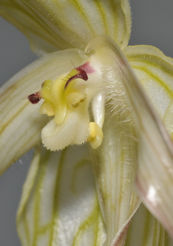 Phragmipedium lindenii. Detail.