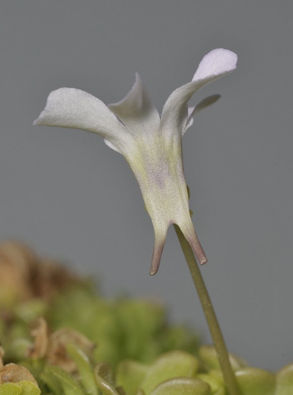 Pinguicula rotundiflora. Mutant.