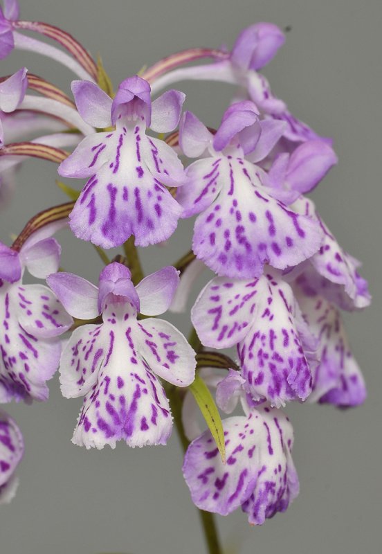 Ponerorchis graminifolia. 36