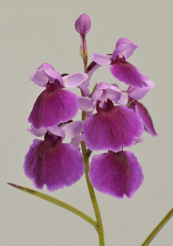 Ponerorchis graminifolia. 37