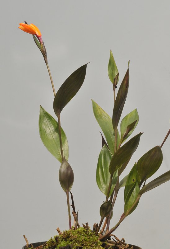Sobralia crocea.