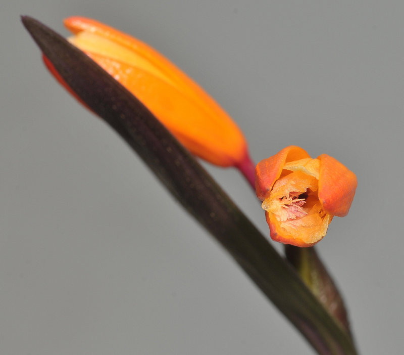 Sobralia crocea. Close-up. Front.