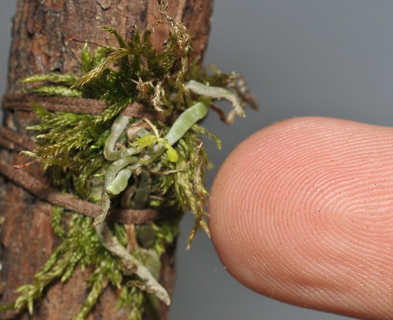 Taeniophyllum spec. Japan.