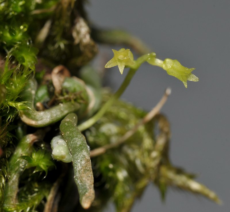Taeniophyllum spec. Japan. Closer.