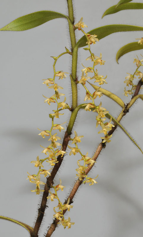 Trichotosia ferox.