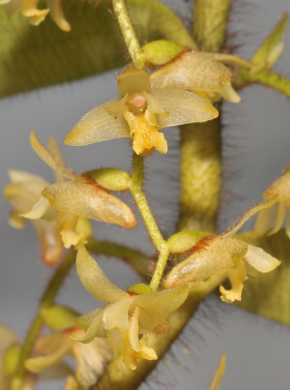 Trichotosia ferox. Close-up.