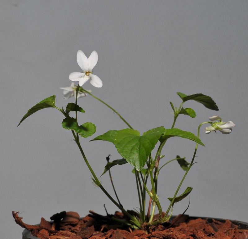 Viola reichenbachiana fma. alba.