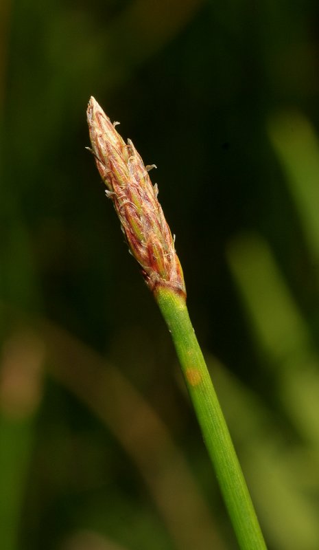Eleocharis palustris. Close-up.