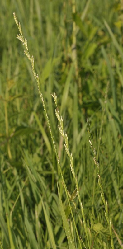 Lolium perenne. Closer.