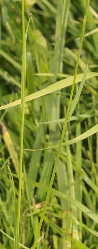 Lolium perenne. Detail.