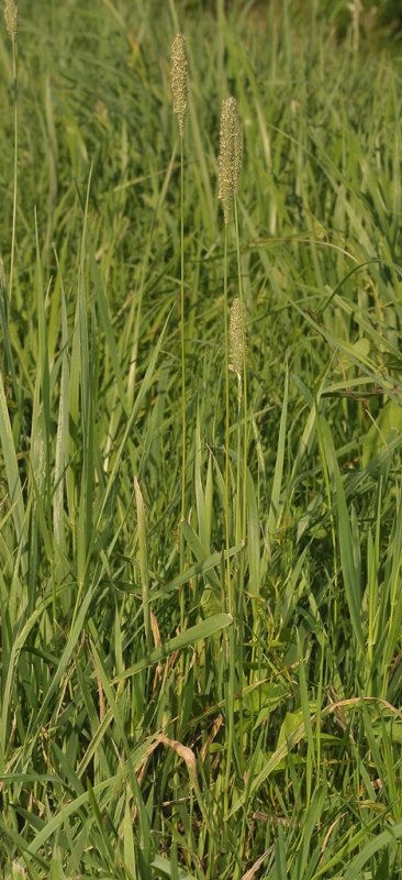 Phleum pratense  subsp. serotinum.