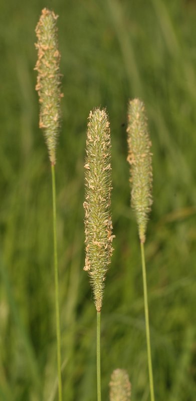 Phleum pratense  subsp. serotinum. Close-up.