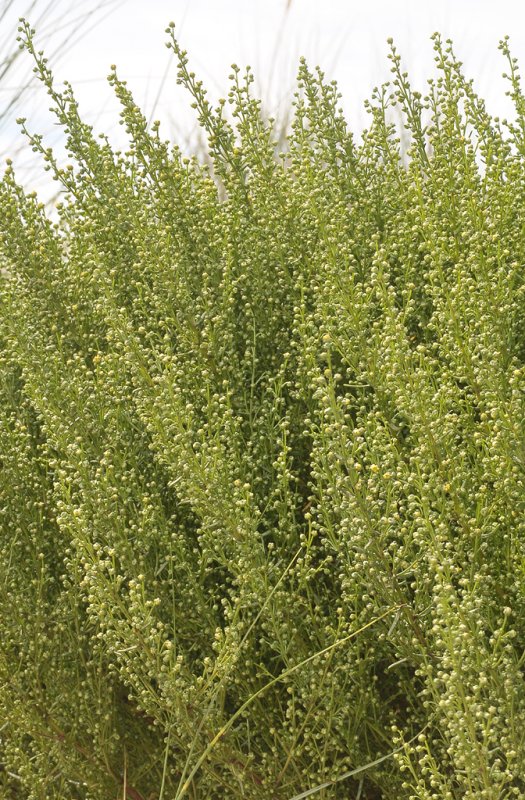 Artemisia campestris subsp. maritima. Closer.