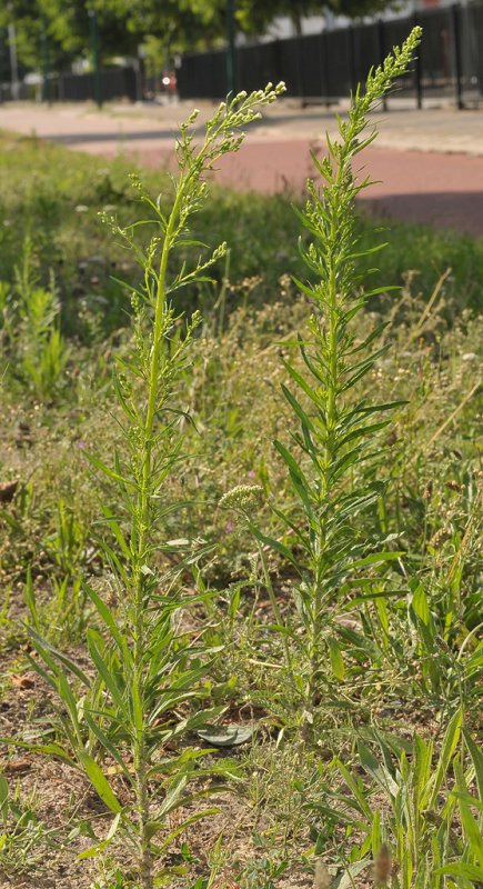 Conyza canadensis.