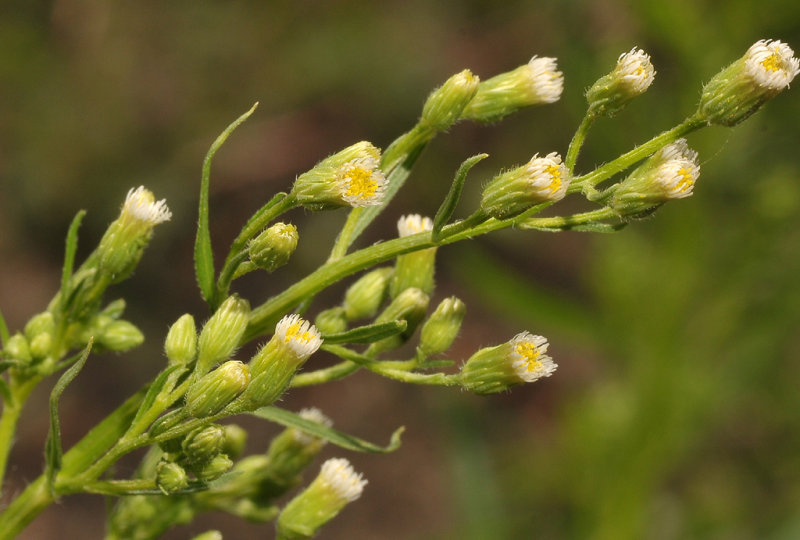 Conyza canadensis. Close-up.