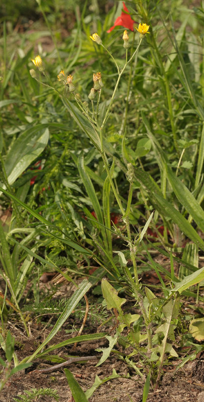 Crepis capillaris.