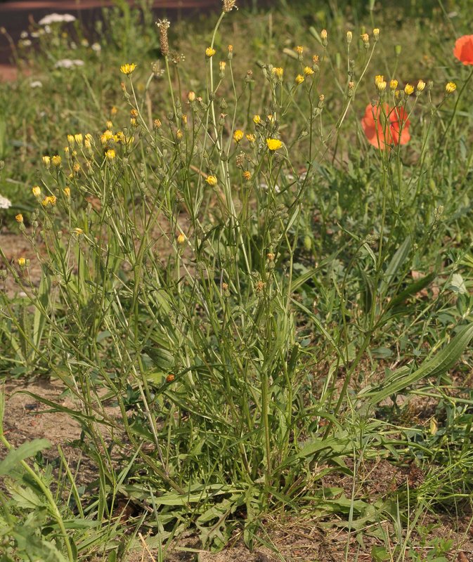 Crepis capillaris. Large plant.