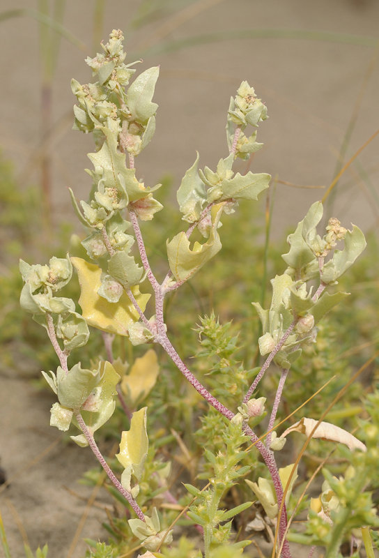 Atriplex laciniata.