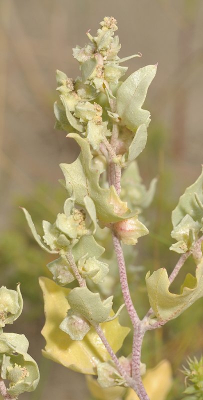 Atriplex laciniata. Closer.