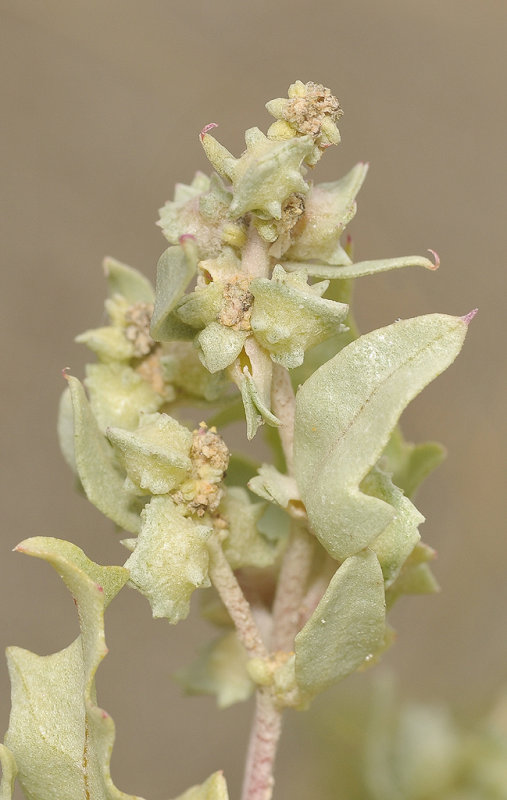 Atriplex laciniata. Close-up.