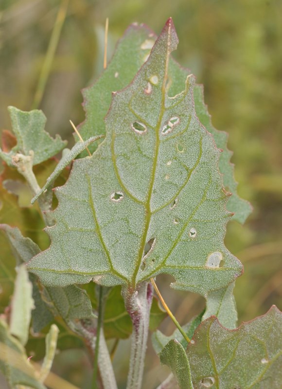 Atriplex prostrata. Leaf.